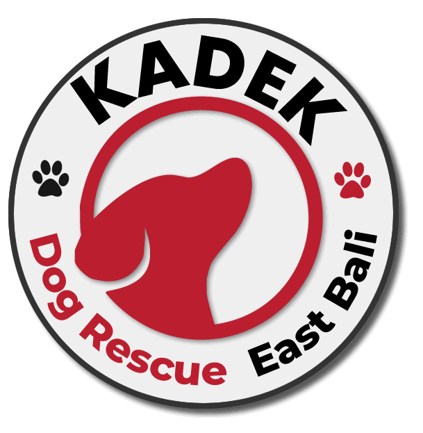 Kadek Dog Rescue East Bali